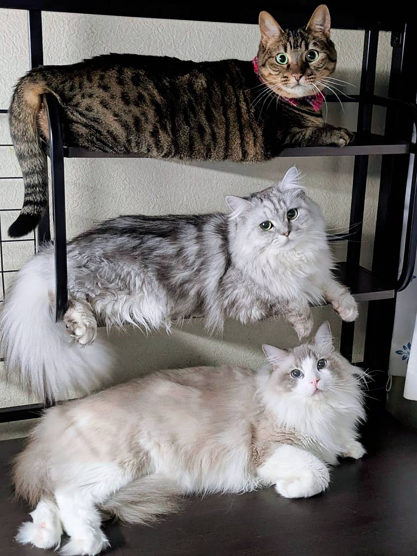 みしゅり tweet media