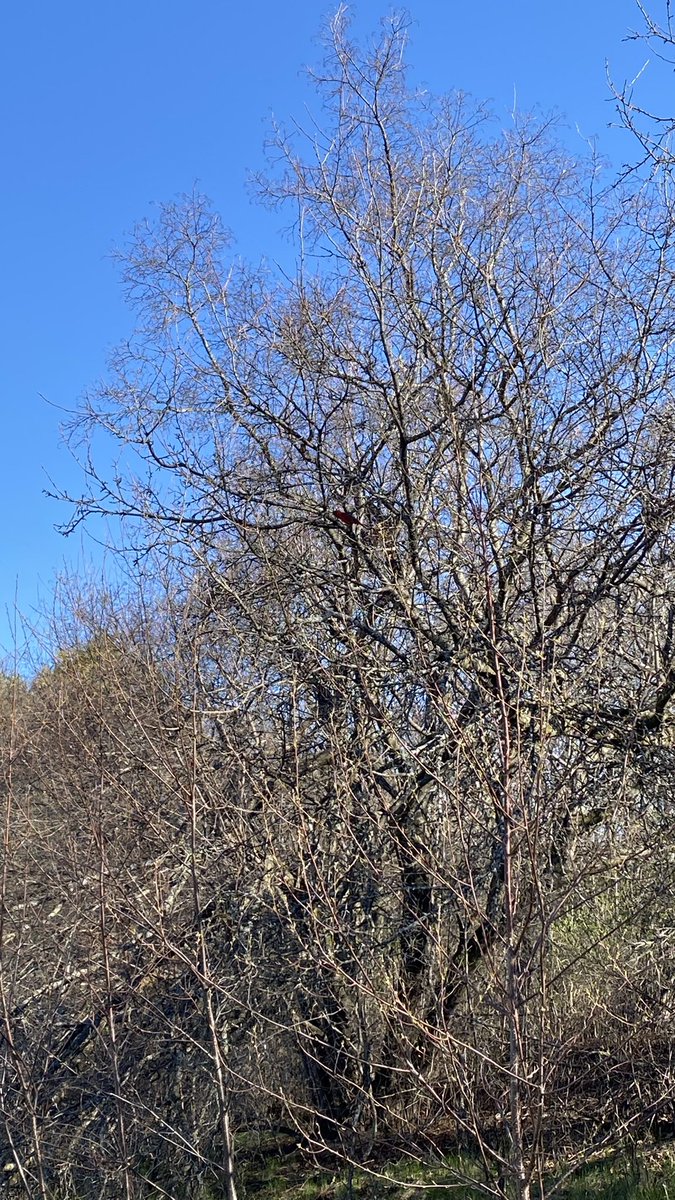 Leslie Carson tweet media