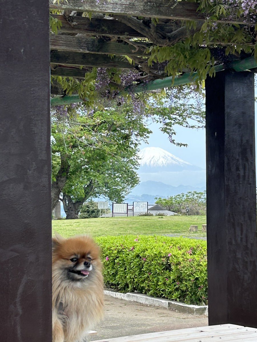 papikawa's tweet photo. おはようございます😃

土日の朝はいつもの場所で
ボール遊び🏐🐶💕
藤の花が綺麗に咲いてました🪻

#ポメラニアン
#藤の花
#富士と藤 https://t.co/TBOMbUCkQO
