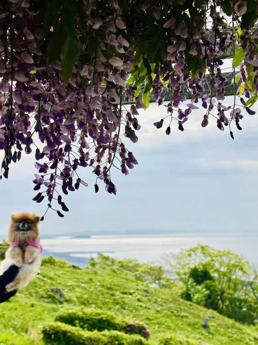 papikawa's tweet photo. おはようございます😃

土日の朝はいつもの場所で
ボール遊び🏐🐶💕
藤の花が綺麗に咲いてました🪻

#ポメラニアン
#藤の花
#富士と藤 https://t.co/TBOMbUCkQO