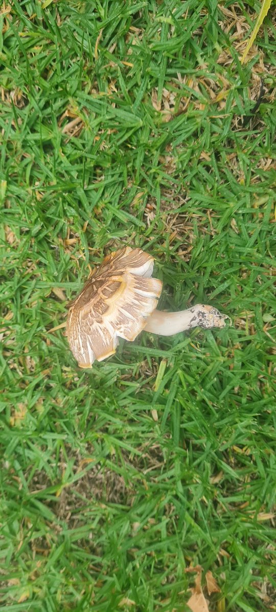 StuartWilliams_'s tweet image. Is this a mushroom?
#fungi #Melbourne