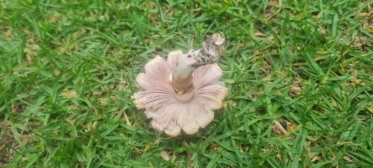StuartWilliams_'s tweet image. Is this a mushroom?
#fungi #Melbourne