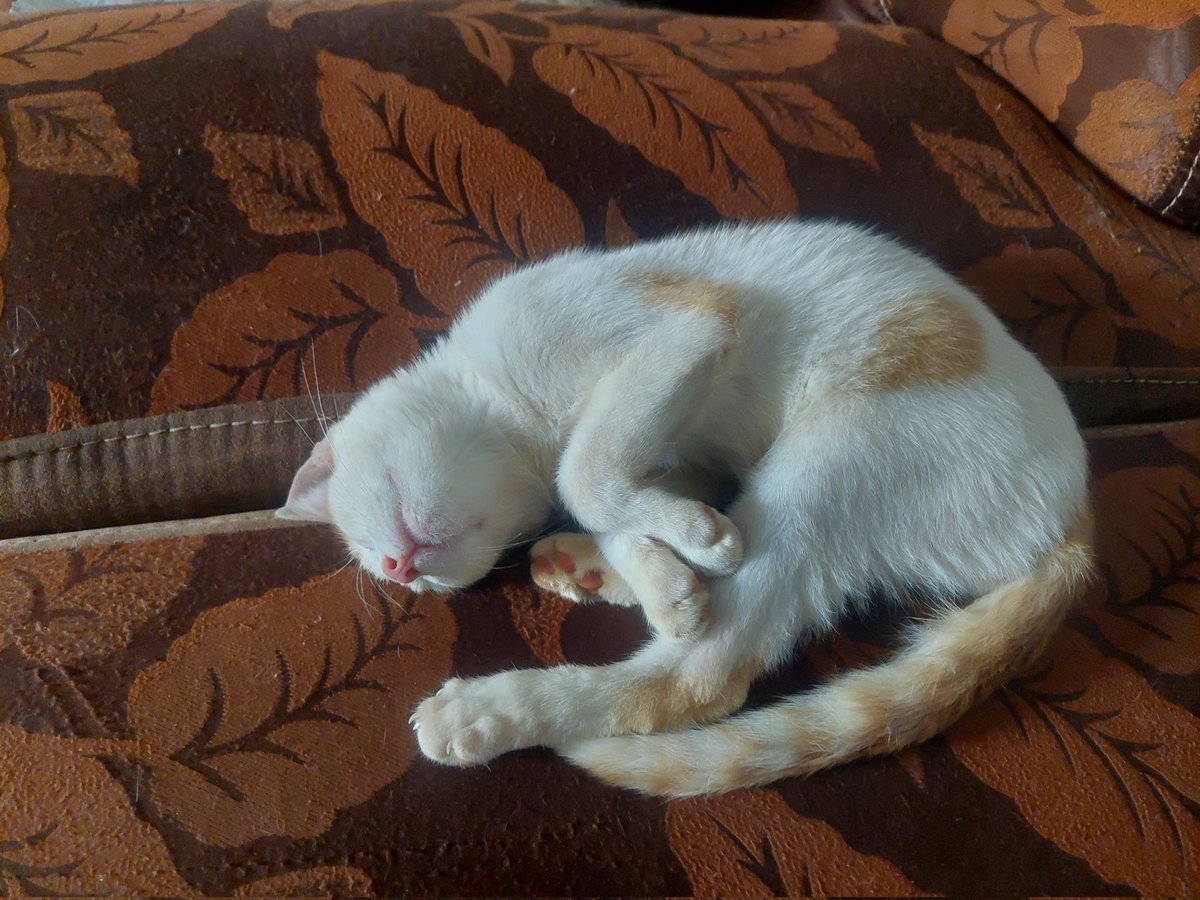 𝗠𝗜𝗖𝗛𝗔𝗘𝗟 tweet media