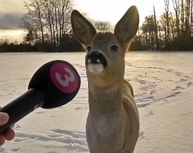 THE Pondering puss of shedtwt tweet media