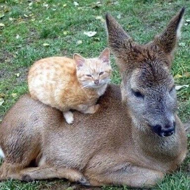 Daily Loudeer 𐂂 tweet media