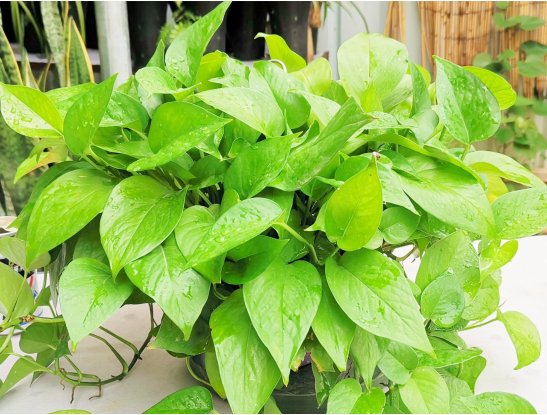 Альбина Гиниятуллина tweet media