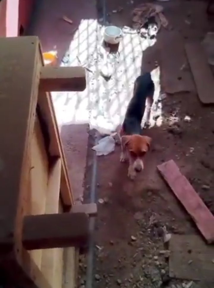 Alberto26805160's tweet photo. 🤬El perrito de Quillota No pudo ser rescatado porque carabineros y la municipalidad no se hicieron presente hasta hoy No se sabe cuál es la condición del perrito https://t.co/3wPOYlfKw9