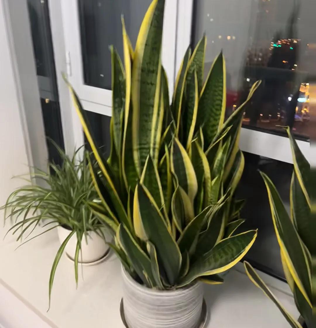 Михаил Семёнов tweet media