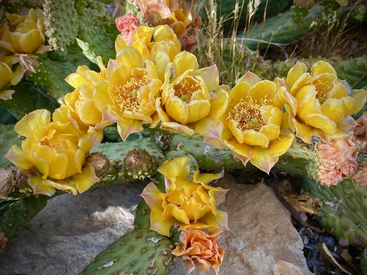 Dean Hanson tweet media