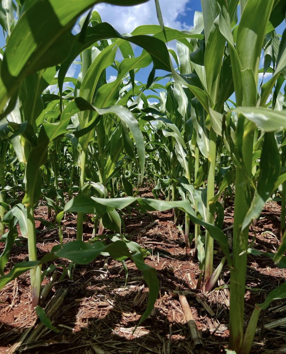 LuisAna___sof's tweet photo. 🌽🙏💚 https://t.co/S1ncuwFCkK