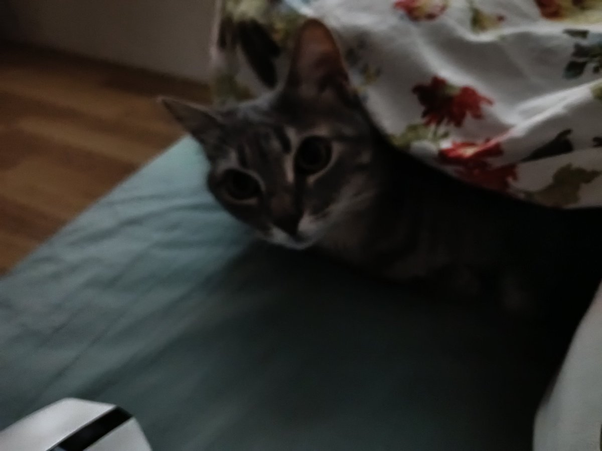 Pamuk tweet media