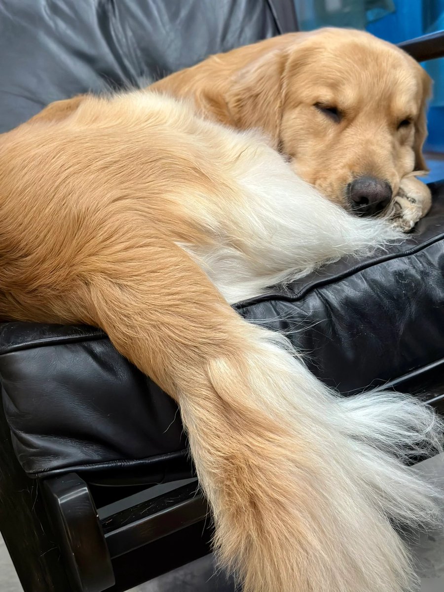 Александр Мещеряков tweet media