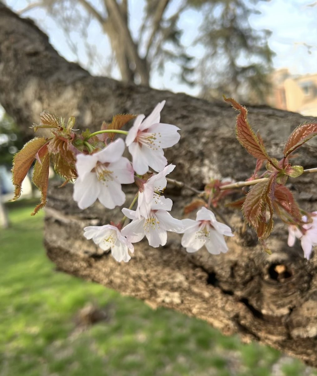 S5uoW7TbUJTT3QA's tweet image. お散歩🚶🐕🌸

#SHIB #雪妃 #YUKI