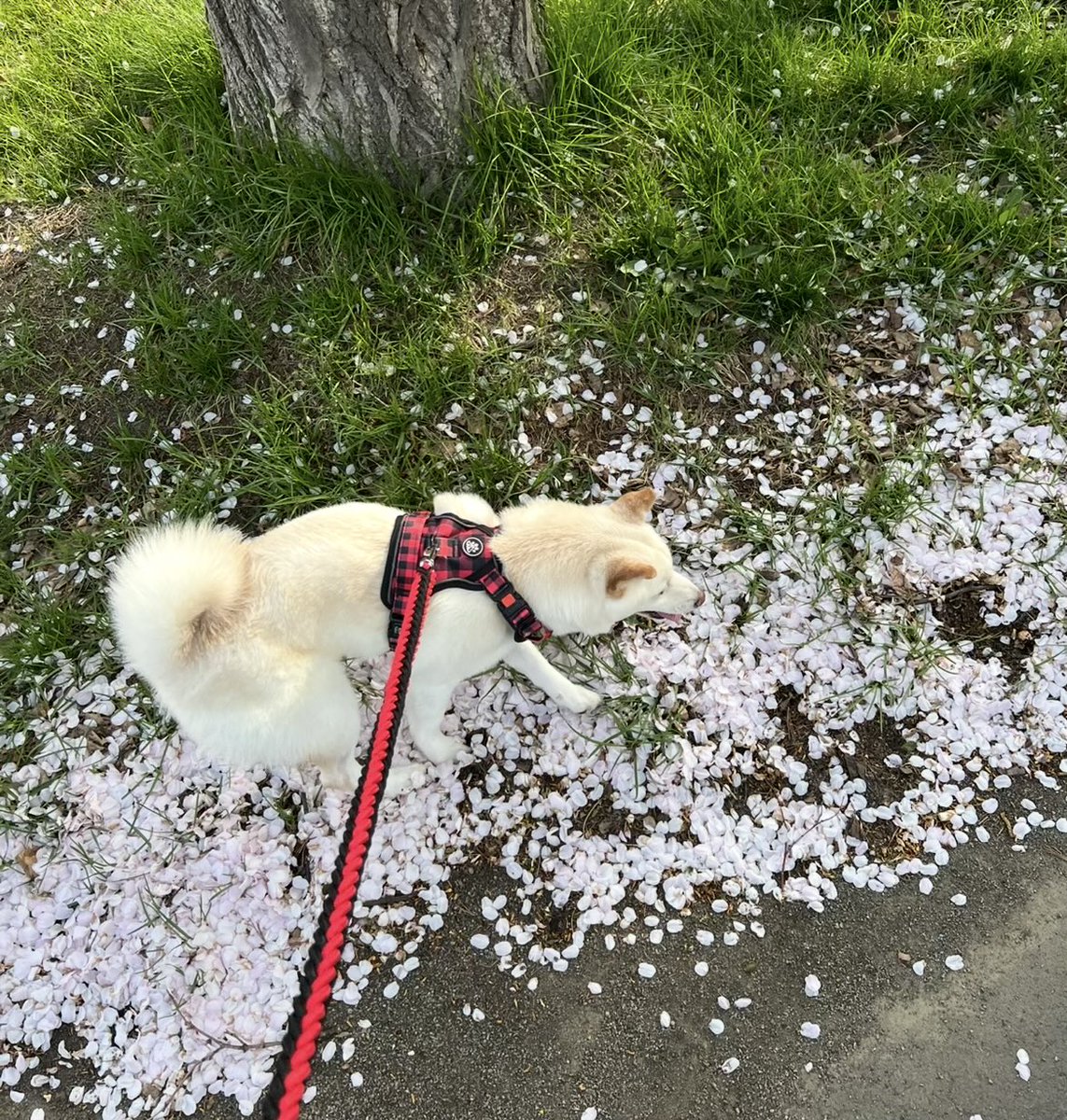 S5uoW7TbUJTT3QA's tweet image. お散歩🚶🐕🌸

#SHIB #雪妃 #YUKI