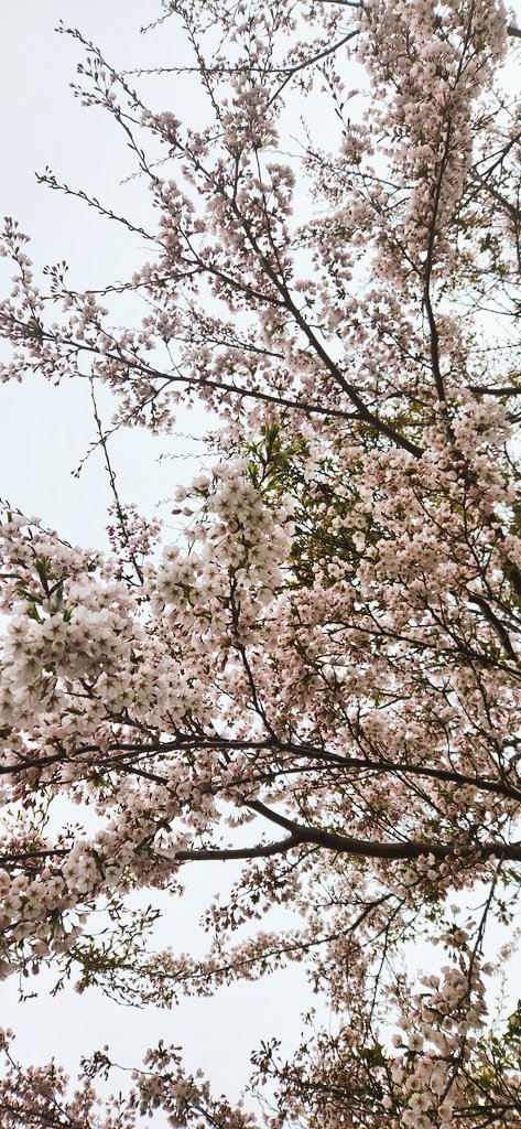 きんきのいずし ㈱中井英策商店 【公式】中の人🐱 tweet media