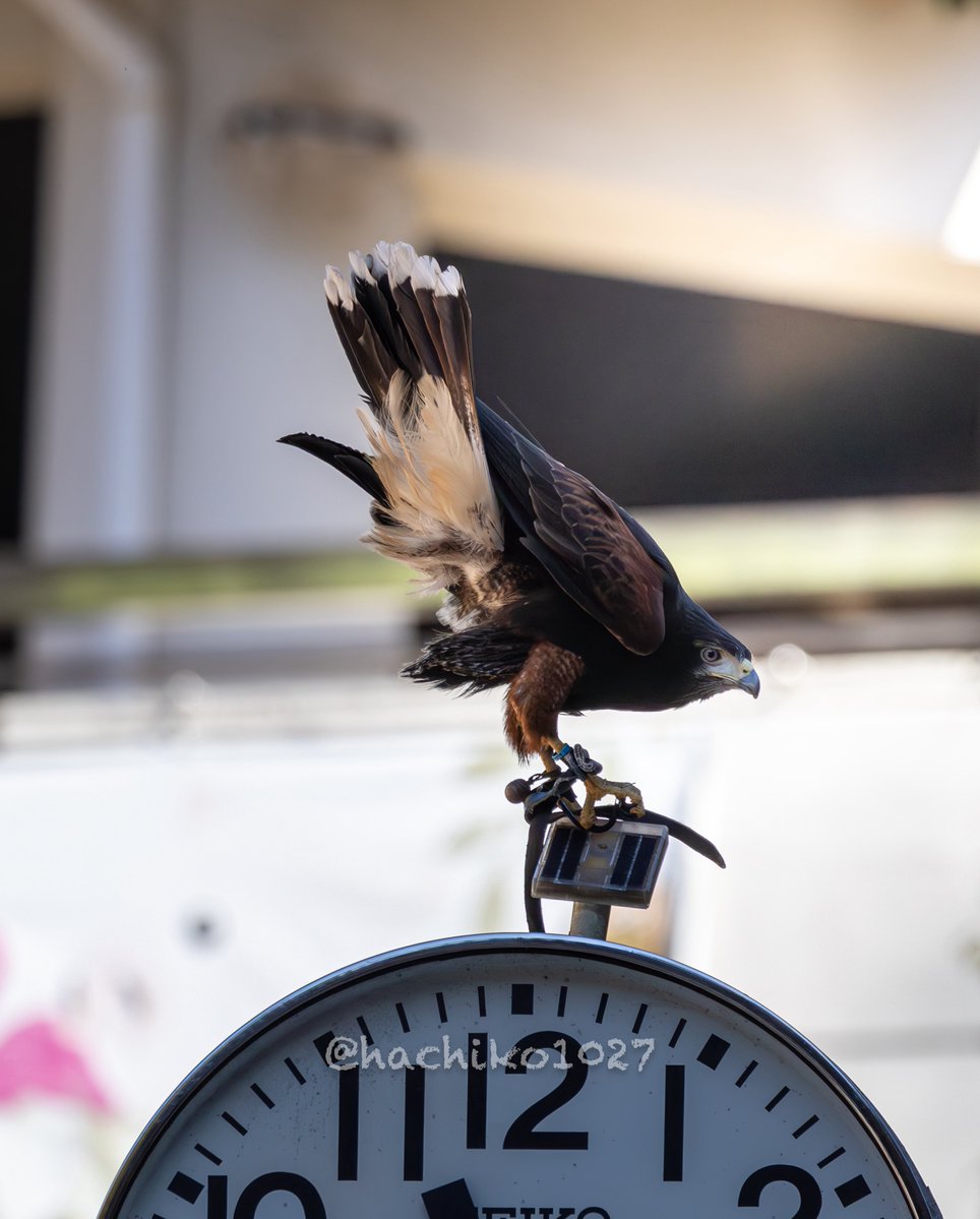 hachiko1027's tweet image. おはケツ曜日なのです😆

#モモアカノスリ #ハリスホーク 
#Canon #キヤノン党でほめあいたい