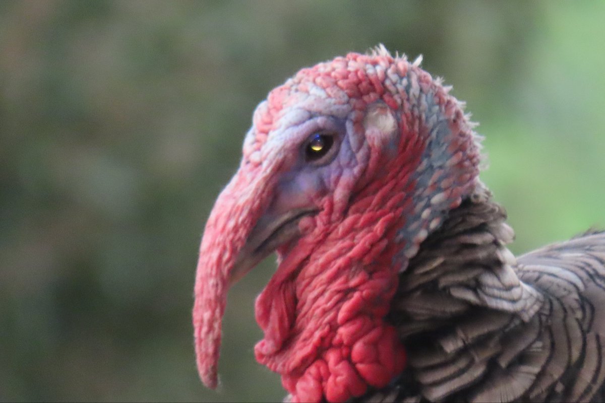 DonosoTorres's tweet photo. Pavo doméstico (Meleagris gallopavo domesticus) 🦃 https://t.co/ohpVtfgdw5