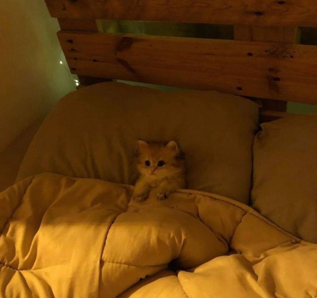 مونتاني tweet media