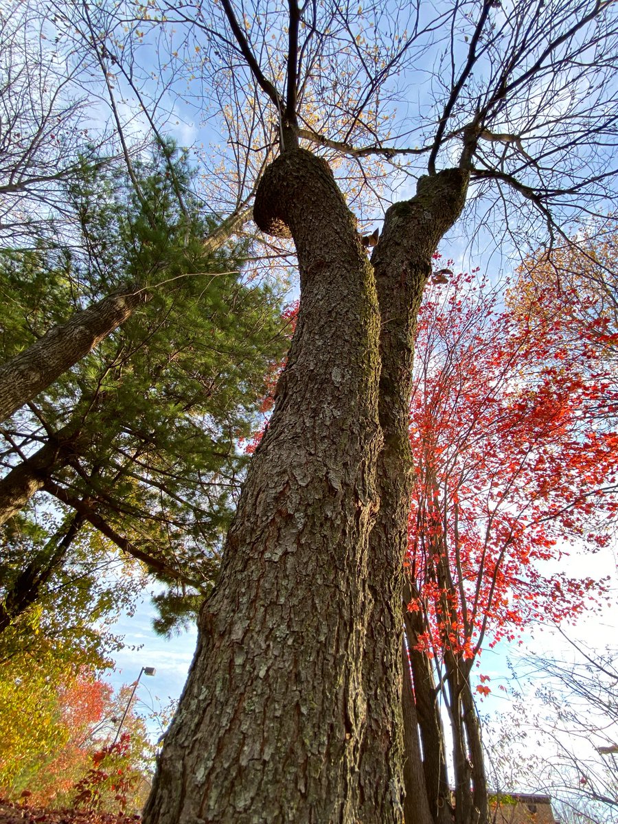 LiciousCoffee's tweet image. #Sunday #funday #Relaxation days where We share photos of dual trunk🌳🌳0r 2 harmoniously intertwined.

😍 It’s🌳Art—captured these 2 sitting pretty along walk pathway/busy road.
#Nature #NaturePhotography #Photography #PhotographyIsArt #trees #Park #Sun #Sunshine
