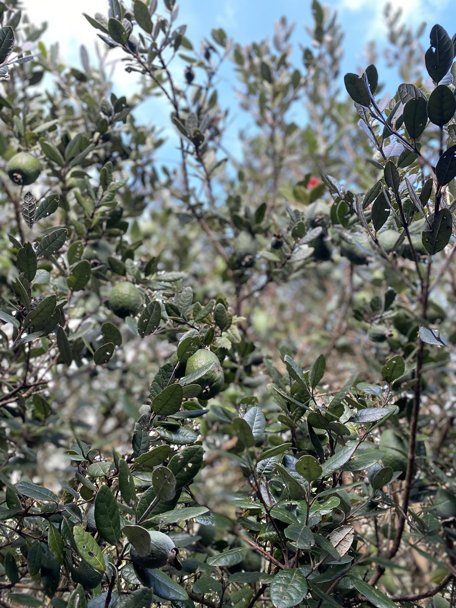 アヤねえ 🇳🇿disability support 復帰🐓handmade作家 tweet media