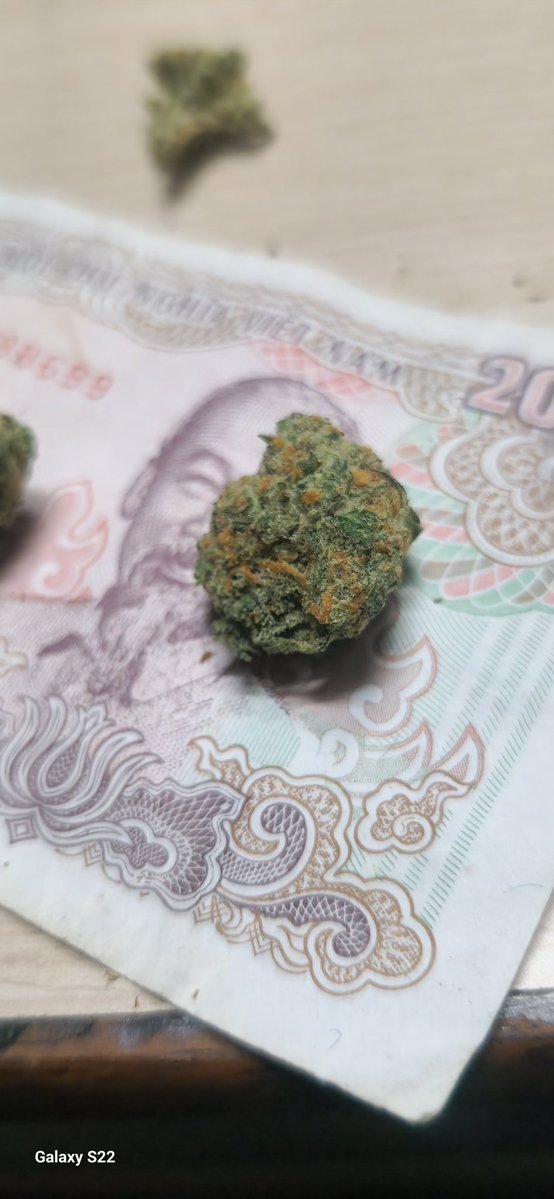 laplandweed's tweet image. #weed