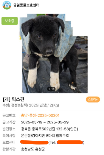 오늘의 강아지 추천 tweet media