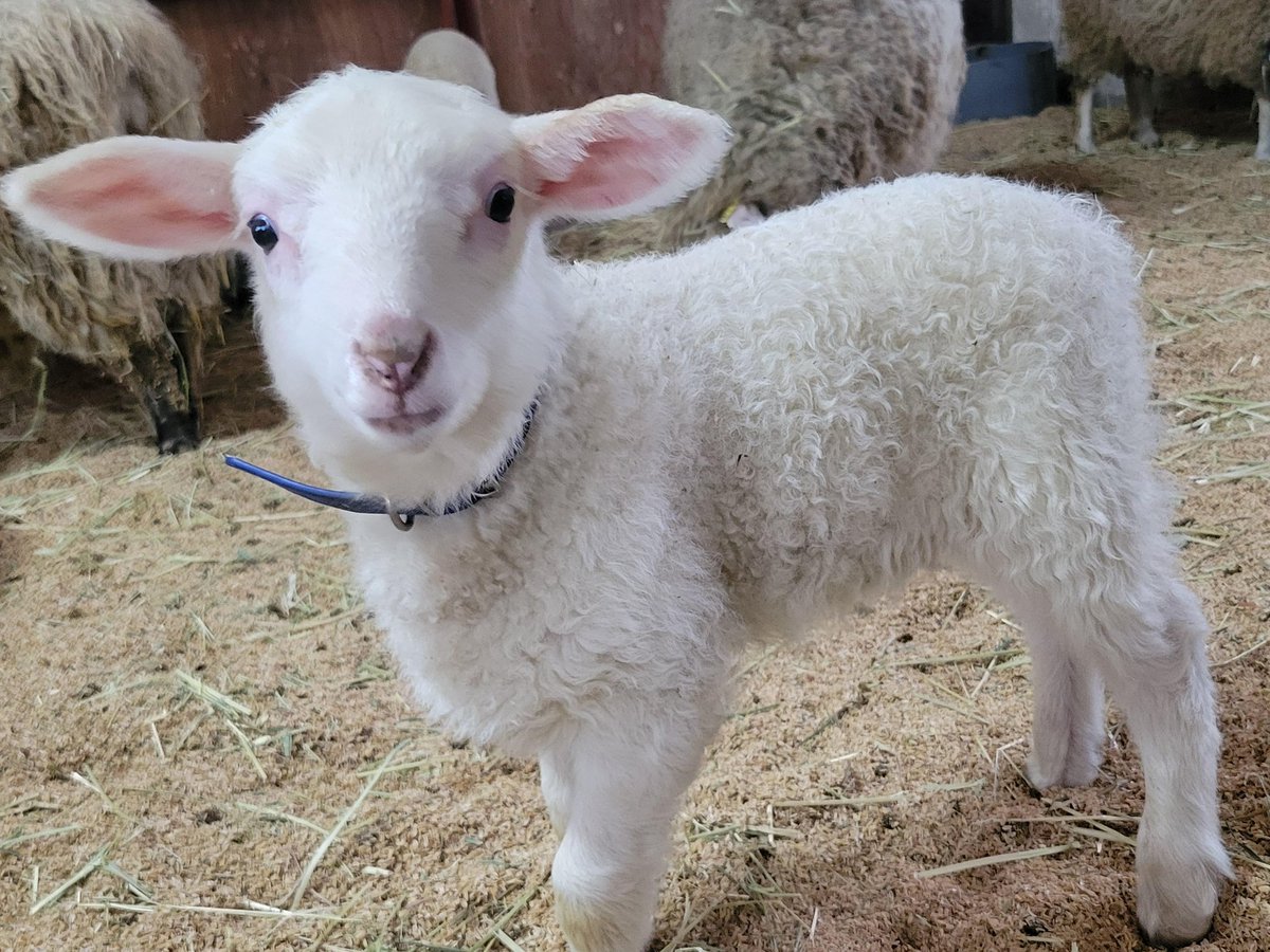 那須高原 南ヶ丘牧場 tweet media