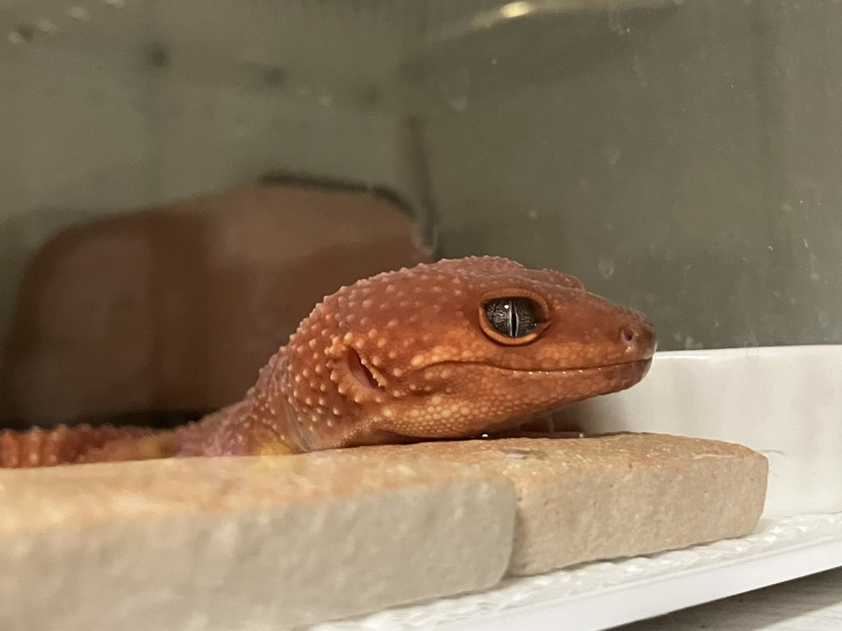 めぐー tweet media