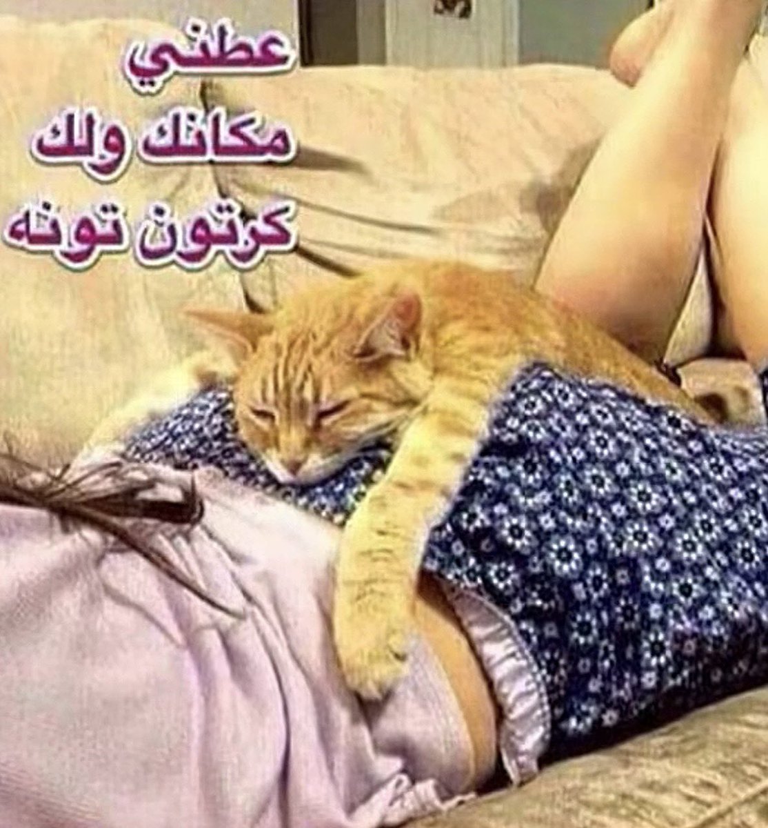 الئوطه نامي tweet media