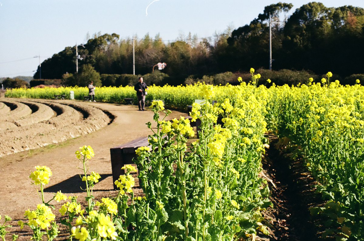 mechadock244's tweet image. おはようございま～す☔️
Nikon F NIKKOR-S Auto 1:1.4 f=50mm AI改
#filmphotography