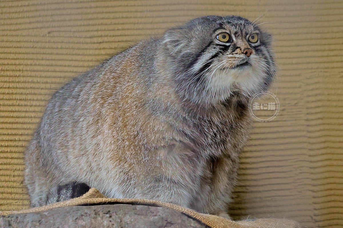 主に猫 tweet media