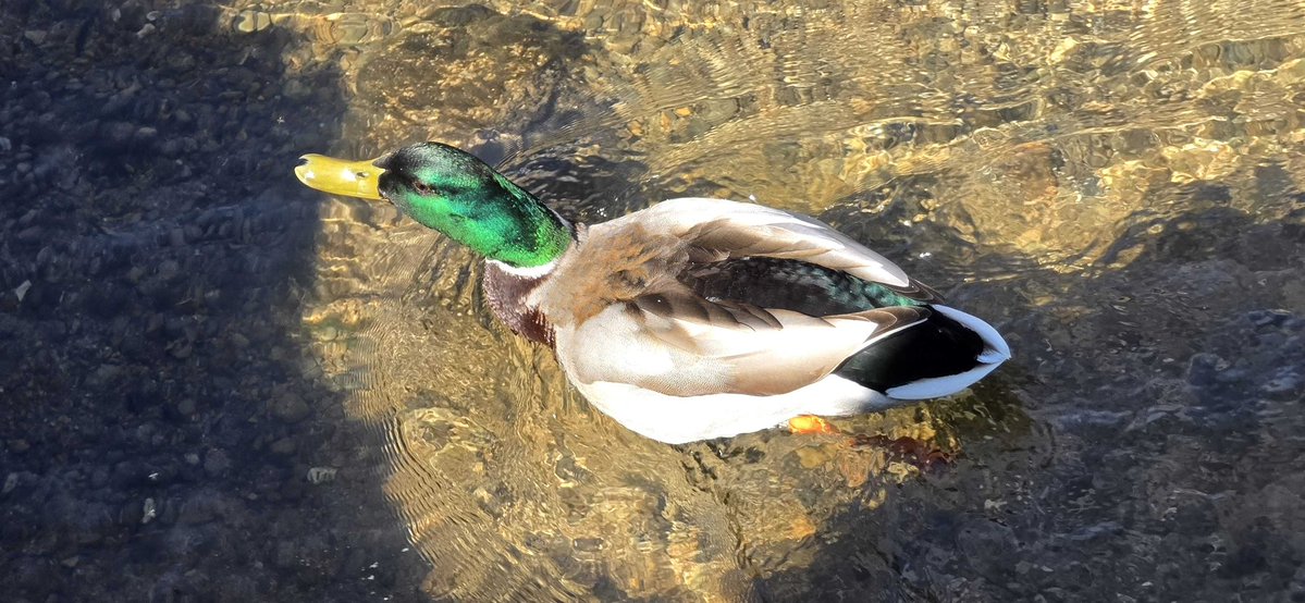 itsyaboicarlo's tweet image. The Cotswolds, 2026. 
Such a beautiful place, and what an amazing long weekend away 🥰🥰 bring on my 27th year of age! 

#cotswolds #birthday

@AJessAppeared