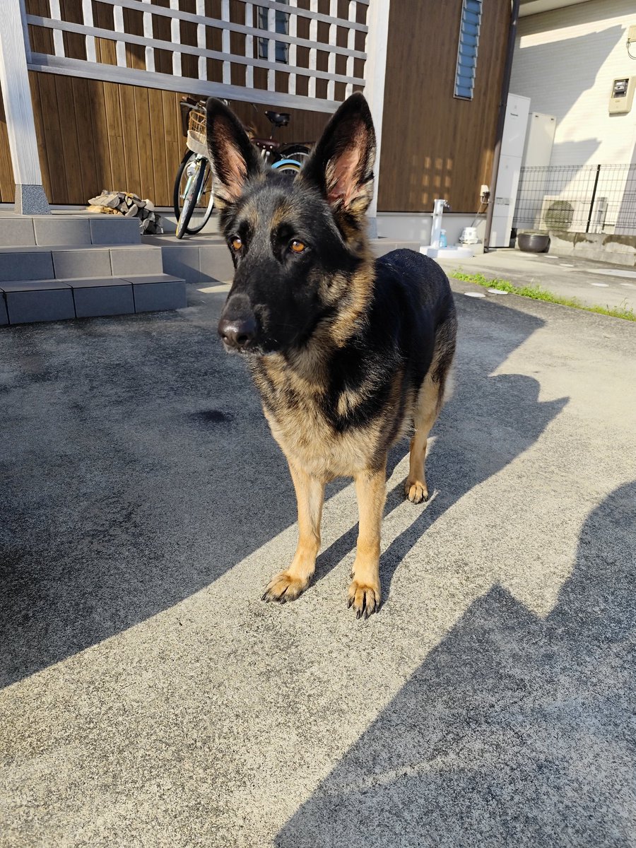 ミラ🐺ジャーマンシェパード tweet media