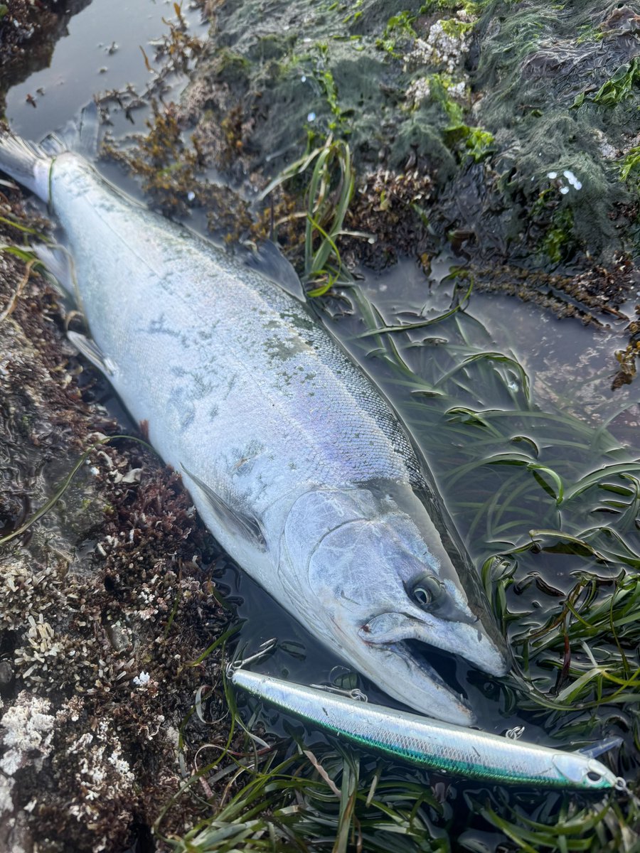 なべチキ男 tweet media
