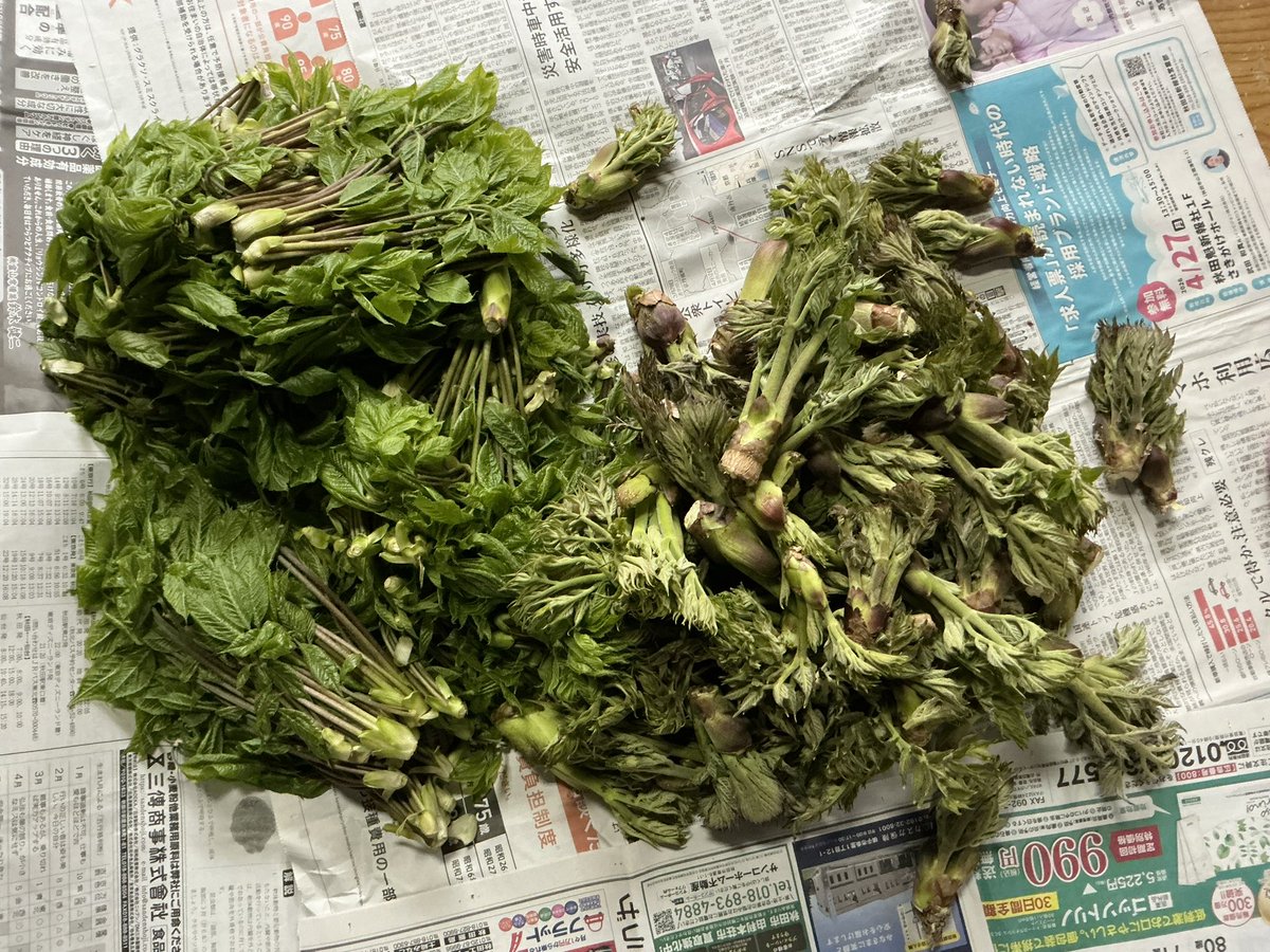 スーさん tweet media