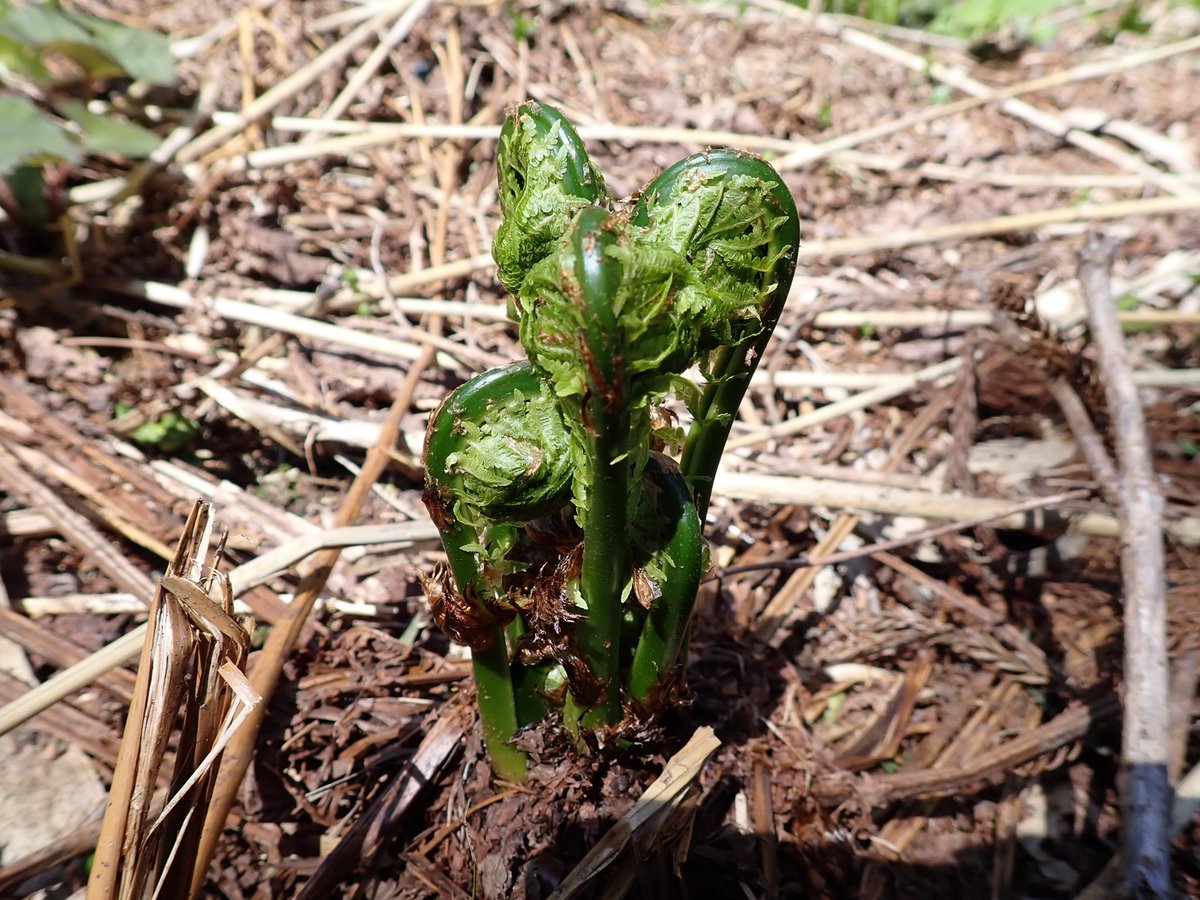 スーさん tweet media