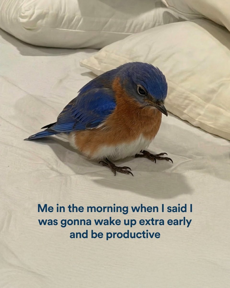 Bluebird Botanicals tweet media