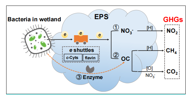 Pedosphere1991's tweet photo. #ReviewArticle
“Regulation of dissolved organic matter in #Wetlands organic carbon mineralization: Insights from #PlantSecondaryMetabolites and microbial extracellular polymeric substances” by Dr. Zhuo Wei and colleagues from KMUST.
🔗 https://t.co/IB8PrTDvRy
#OrganicCarbon #EPS https://t.co/yoa3Cu0wBr