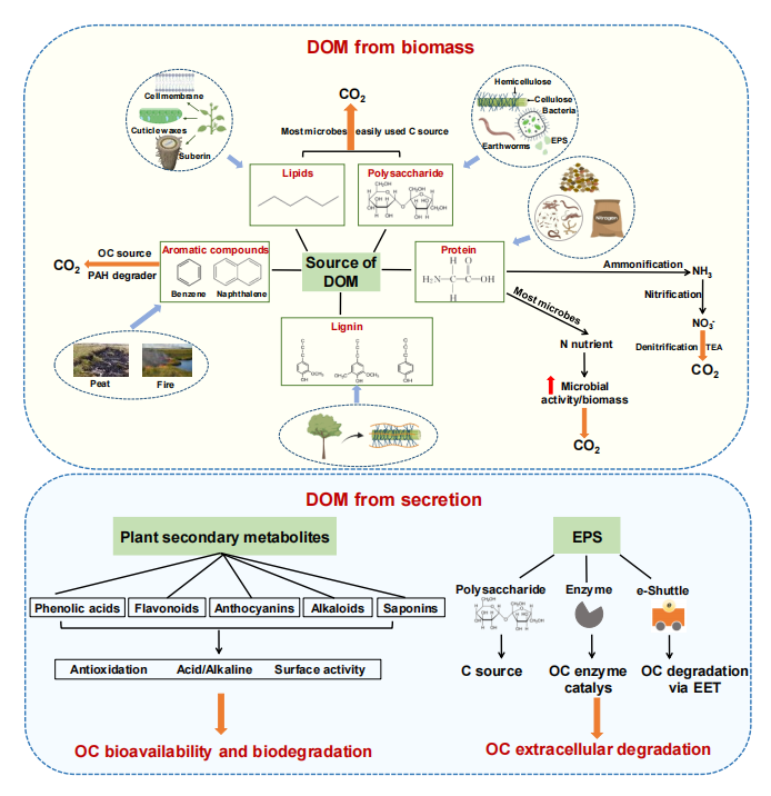 Pedosphere1991's tweet photo. #ReviewArticle
“Regulation of dissolved organic matter in #Wetlands organic carbon mineralization: Insights from #PlantSecondaryMetabolites and microbial extracellular polymeric substances” by Dr. Zhuo Wei and colleagues from KMUST.
🔗 https://t.co/IB8PrTDvRy
#OrganicCarbon #EPS https://t.co/yoa3Cu0wBr