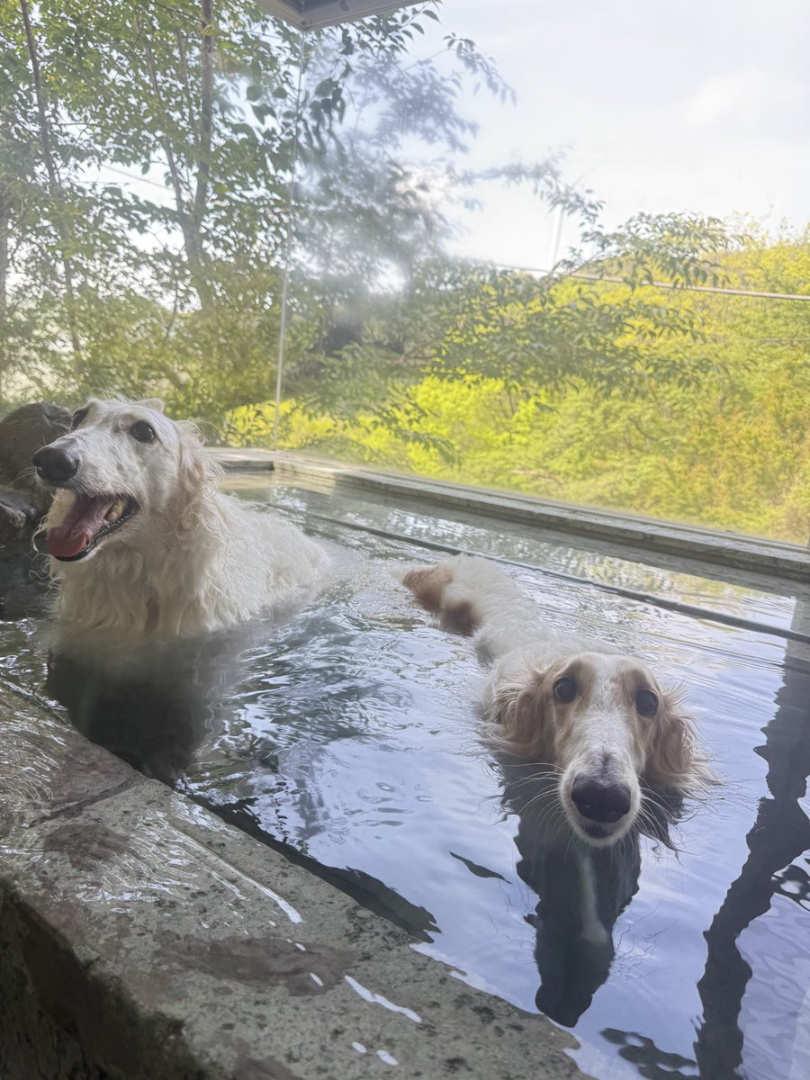 sakurabolu's tweet image. #borzoi #longdog #dog #ボルゾイ #大型犬