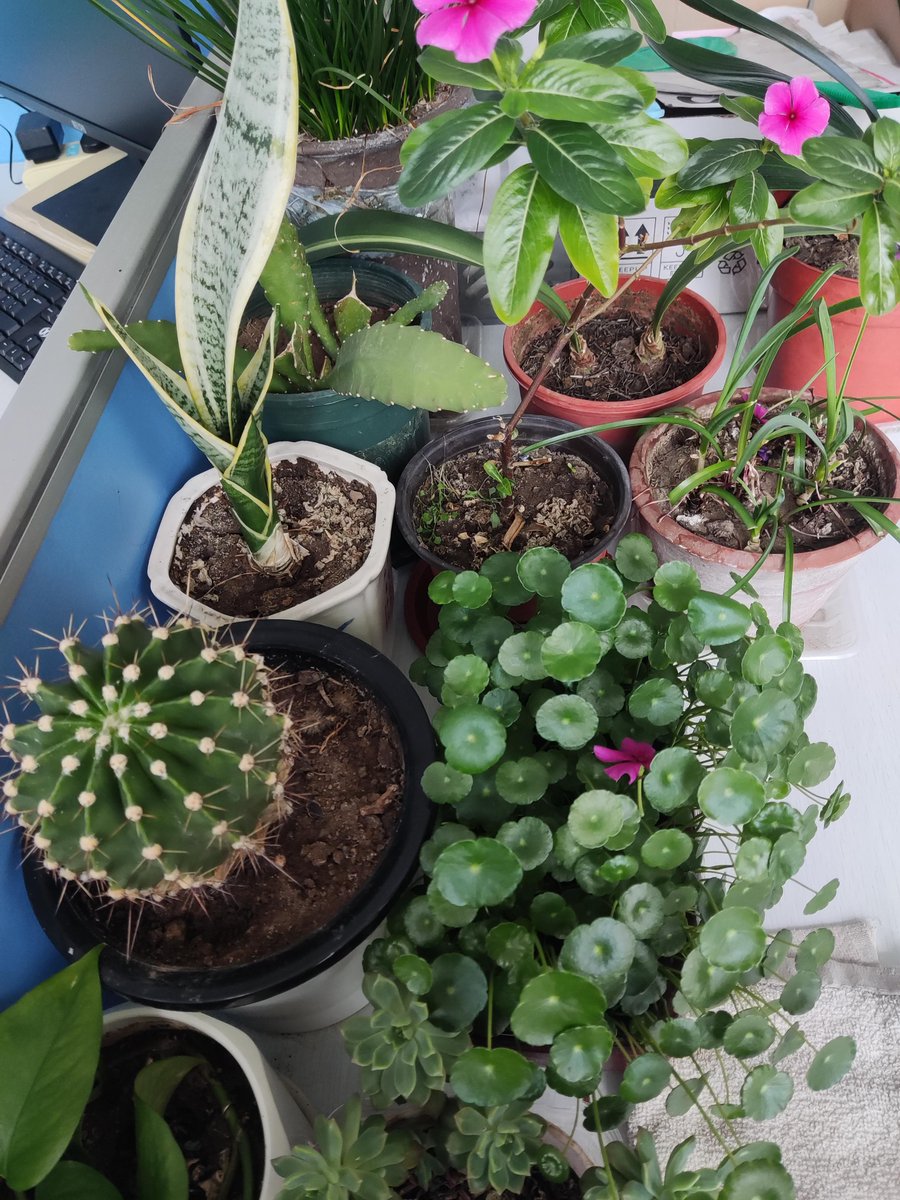 junayd tariq tweet media