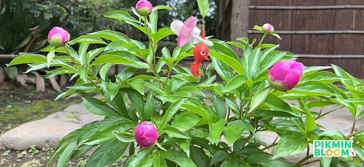 kanoko55pik's tweet image. つぼみの丸っこさすら可愛い
大輪が咲くのも楽しみ😊

#ピクミンブルーム #PikminBloom 
#PikminAR