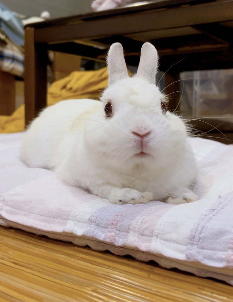 千代屋 tweet media