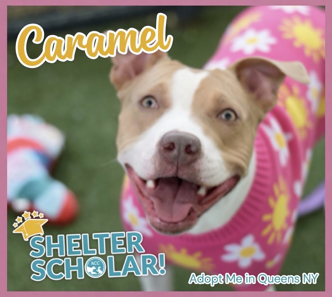 Dubs4Mutts's tweet image. 178 days I have waited…
I’ve worked hard to learn &amp;amp; become my best. Yet - no one has chosen me. Now the shelter says my time is up. I’m in the terrible list 😔 Can you be my loving family? Foster me until I find my forever home? 🐶 CARAMEL 🩷 #Queens #NYC 🇺🇸 DM @notthesameone2