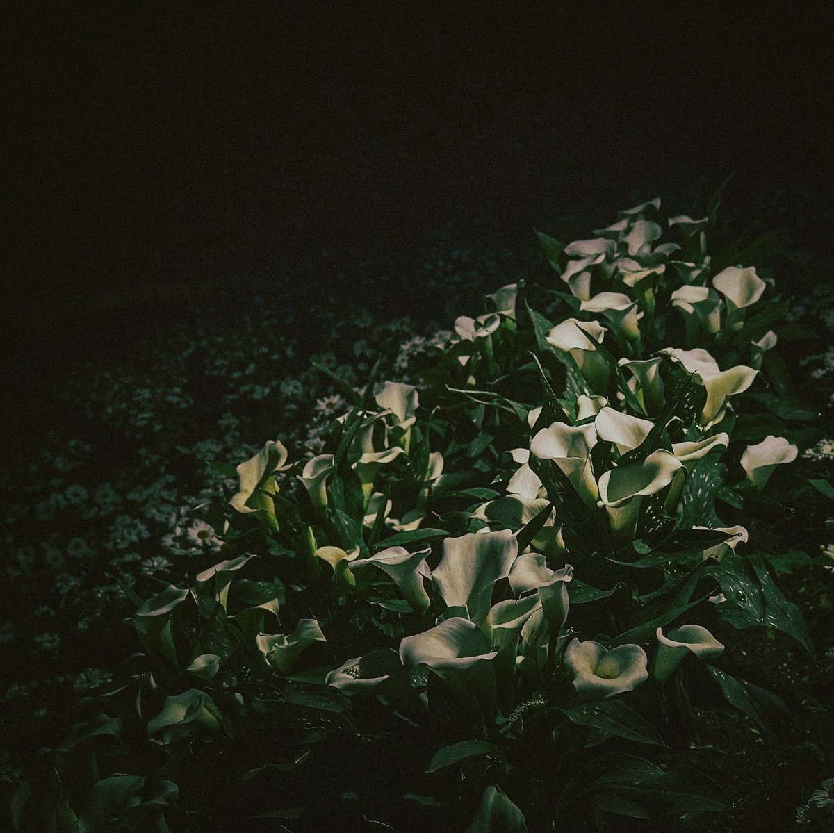 kankan_0310's tweet image. Do you have a picture of Flowers? 🌷

＃FlowerPhotography