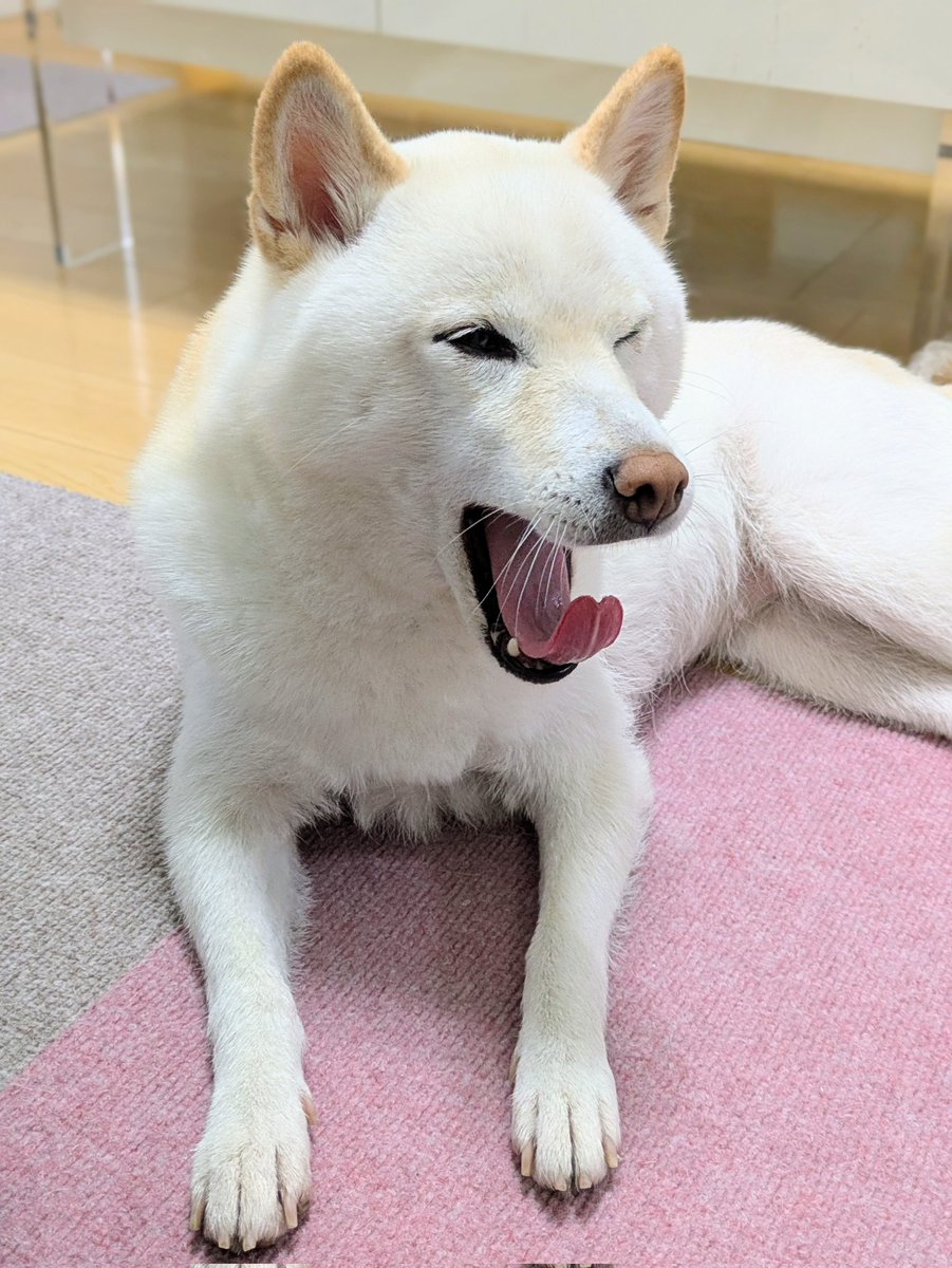 白豆柴モモ tweet media