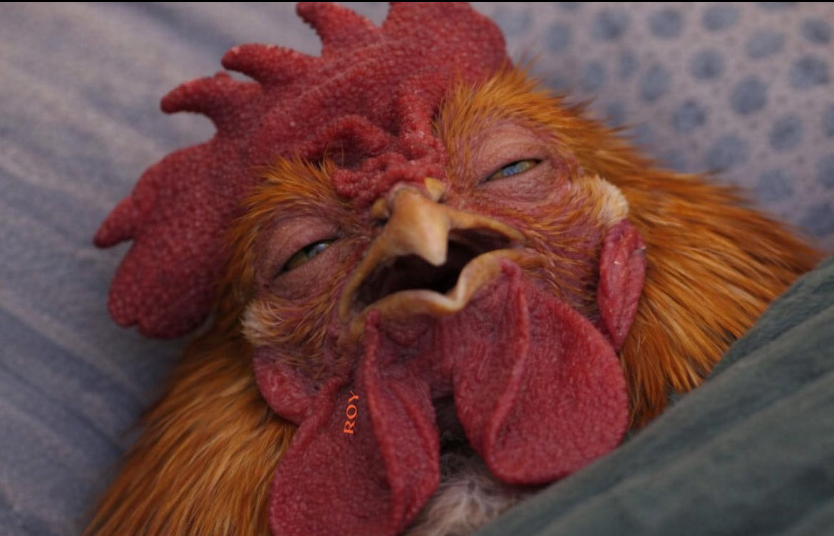 Ashabi Motunrayo tweet media