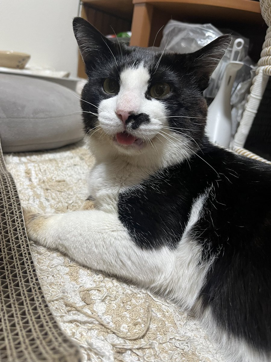 五十嵐  香織 tweet media