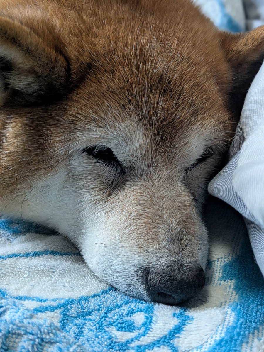 おちょ tweet media