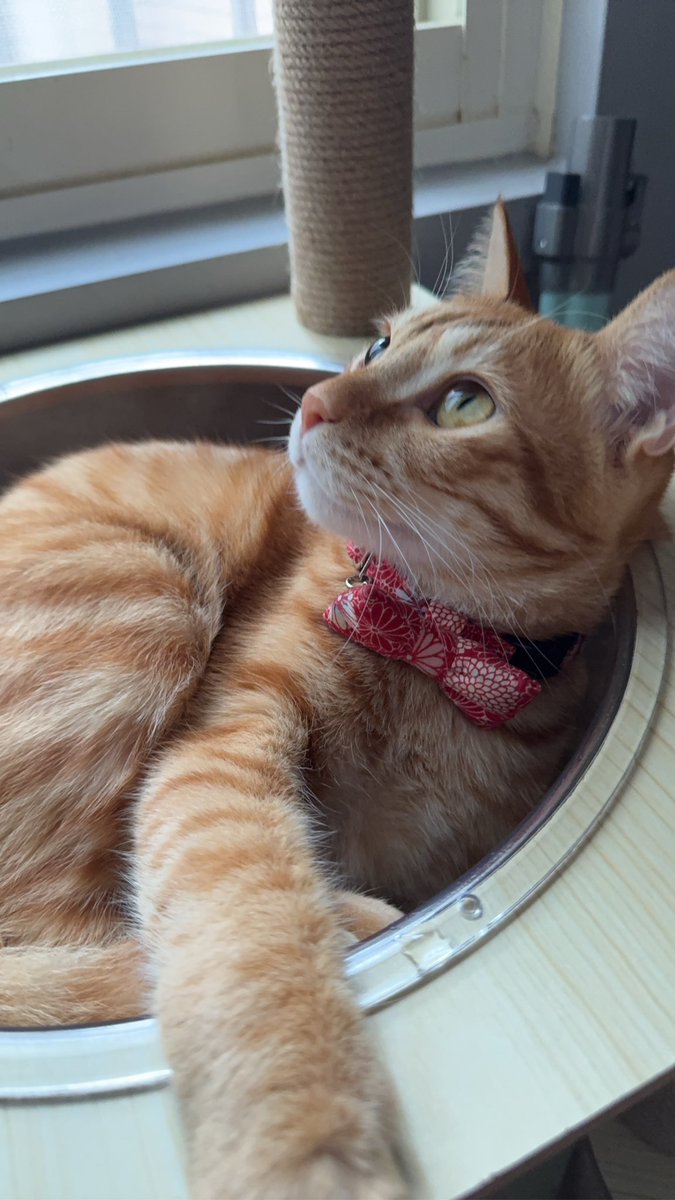 大家早安安

今天很難得的這麼早起

一定要附上我拍的網美🐯

祝你有美好的一天！